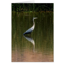 Grey Heron Cards