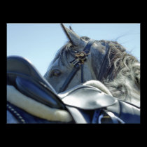 Grey in Blue - Horse Photo Print photography