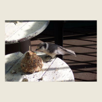 Grey Jay and Bell Postcard posters