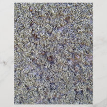 Grey moss on rocky surface flyers