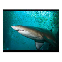 Grey Nurse Shark Post Card