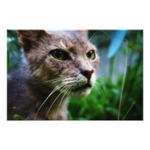Grey Outdoor Cat Photograph