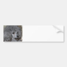 Grey Poodle Bumper Sticker