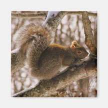 Grey Squirrel Magnet