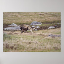 Grey Wloves Playing Print