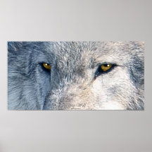 Grey Wolf Eyes Wildlife Art Poster