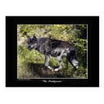 Grey Wolf Post Card