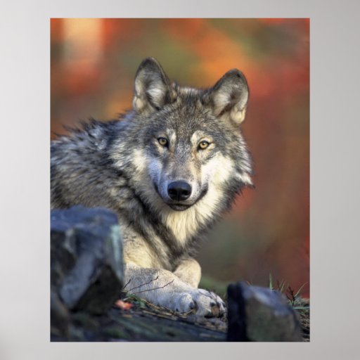 Grey Wolf Poster
