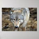 Grey Wolf Print