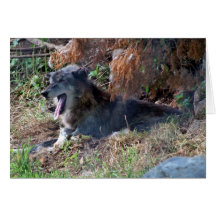 Grey Wolf Yawning. Zoo America, Hershey, Pennsylva Greeting Cards