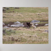 Grey Wolves Playing Poster