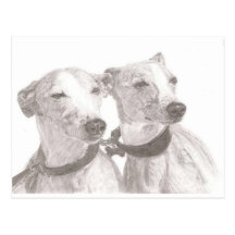Greyhounds Postcard