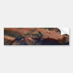 Grilled Steak Marinaded In Blueberries Junpier And Bumper Stickers