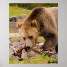 Griz Print