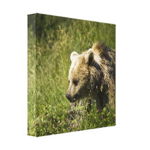 Grizzlies Canvas Print