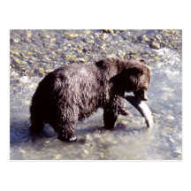 Grizzly bear catching a fish on Vancouver Island Post Card