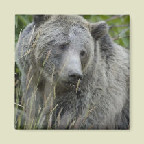 Grizzly_Bear_Photography_Art magnets