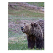 Grizzly bear post card