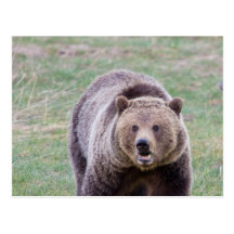 Grizzly bear post cards