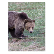 Grizzly bear post cards