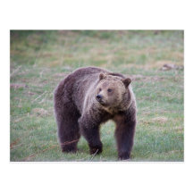 Grizzly bear postcard