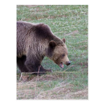 Grizzly bear postcards
