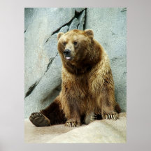 Grizzly Bear Posters