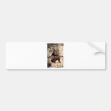 Grizzly Bear Sow Bumper Stickers