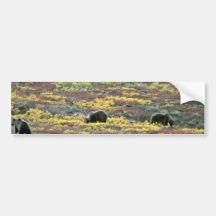 Grizzly bears, Denali National Park, Alaska Red fl Bumper Stickers