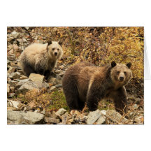 Grizzly Bears Out For A Walk Card