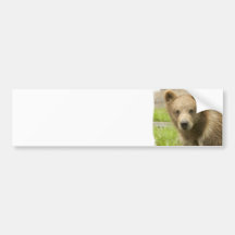 Grizzly Cub  Bumper Sticker