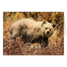 Grizzly Junior Cards