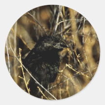 Groove-billed ani round stickers
