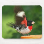 Grosbeak Mousepad
