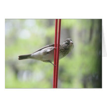 Gross Beak Cards
