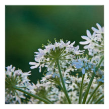 Ground Elder • Card / Invitation