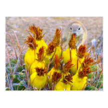 Ground Squirrel and Barrel Cactus Post Cards
