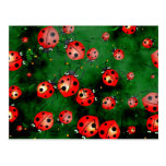 Grunge Ladybugs Post Card