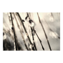 Grunge Style Pussy WIllow Photo
