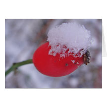 Grusskarte grosse Hagebutte mit Schnee, blanko