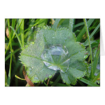 Grusskarte grosser Wassertropfen auf Blatt, blanko