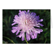 Grusskarte lila Scabiosa, blanko, gestaltbar