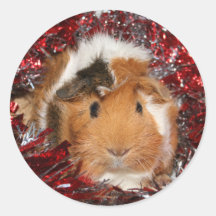 Guinea Pig Christmas sticker