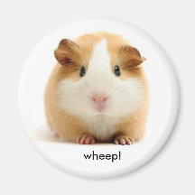 Guinea Pig magnet