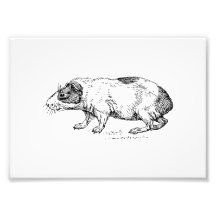 Guinea_pig_.png Photo Art
