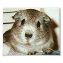 guinea pig print photo art