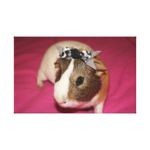 Guinea Pig With Bow 2 Canvas Prints