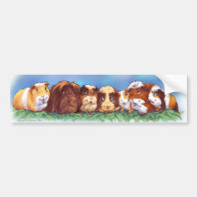Guinea Pigs Bumper Sticker