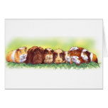 Guinea Pigs Cards