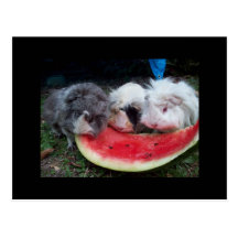 guinea pigs eatting watermellon post card